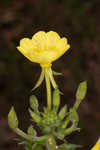 Common evening-primrose